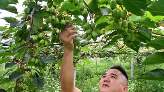 隆回:碩果俏枝頭  產業興旺 隆回:碩果俏枝頭  產業興旺